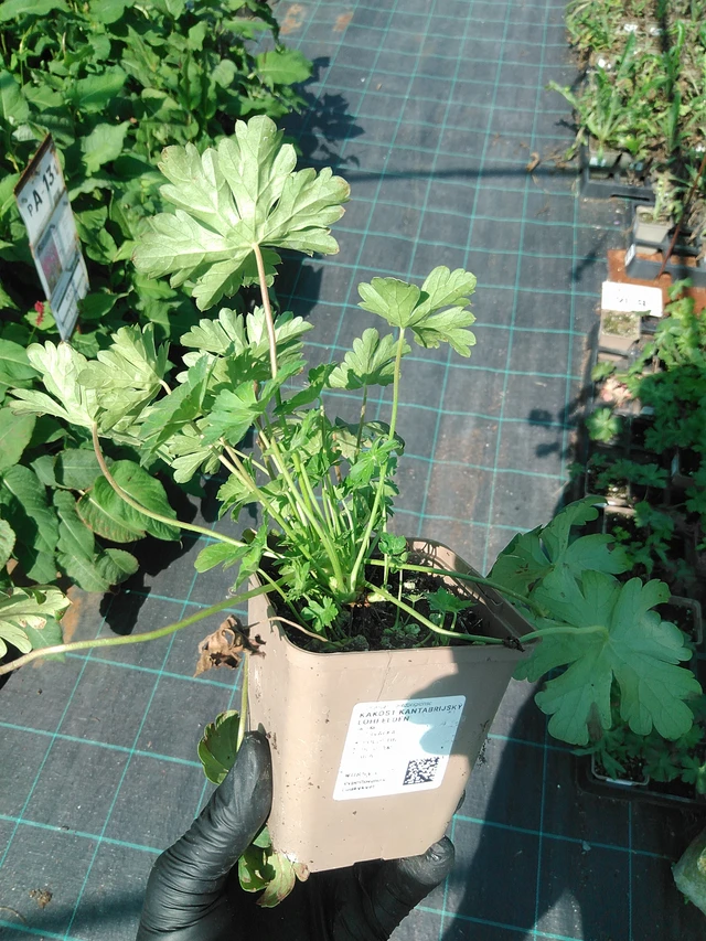 Kurjenpolvi Lohfelden - 19. 8. 2025