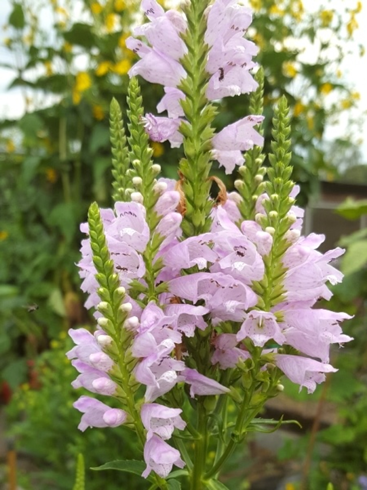 Řetězovka Rosea, Loukykvět