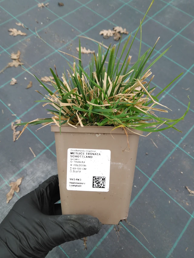 Canche cespiteuse Schottland - 1. 4. 2026