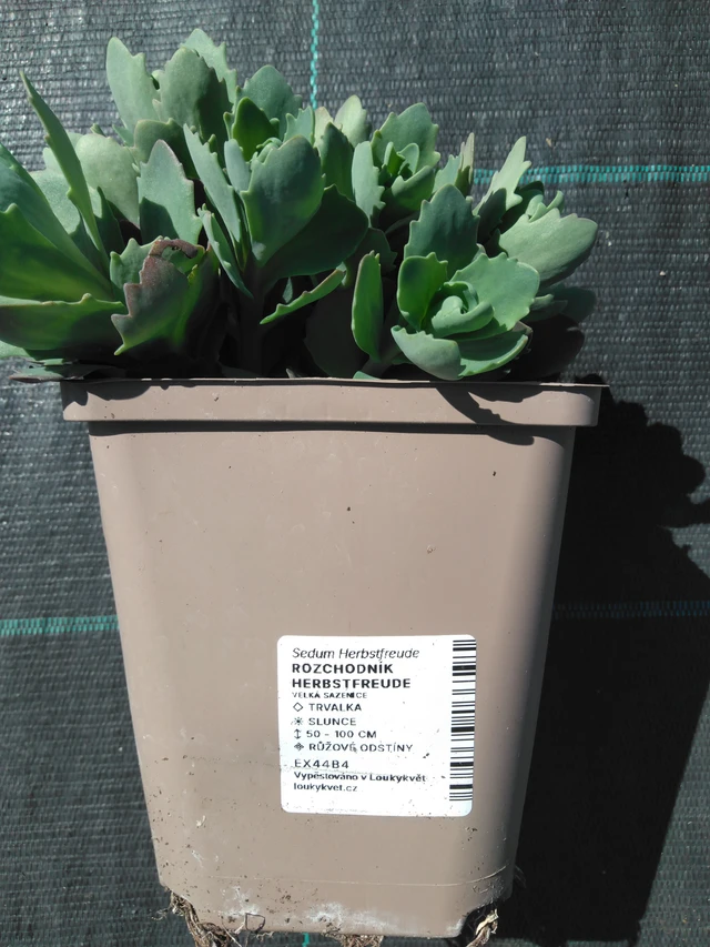 Rozchodník Herbstfreude - 3. 4. 2025