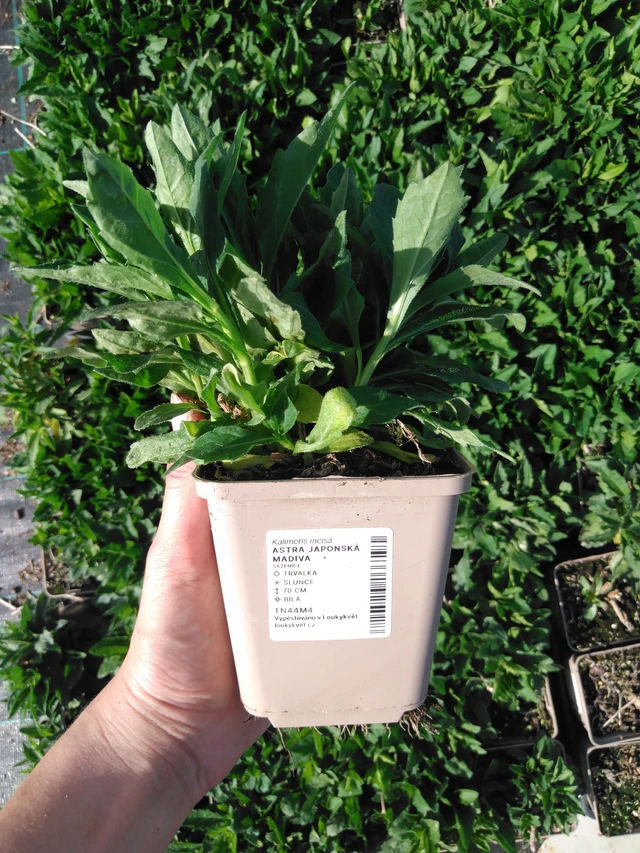 Aster japonés Madiva - 2024