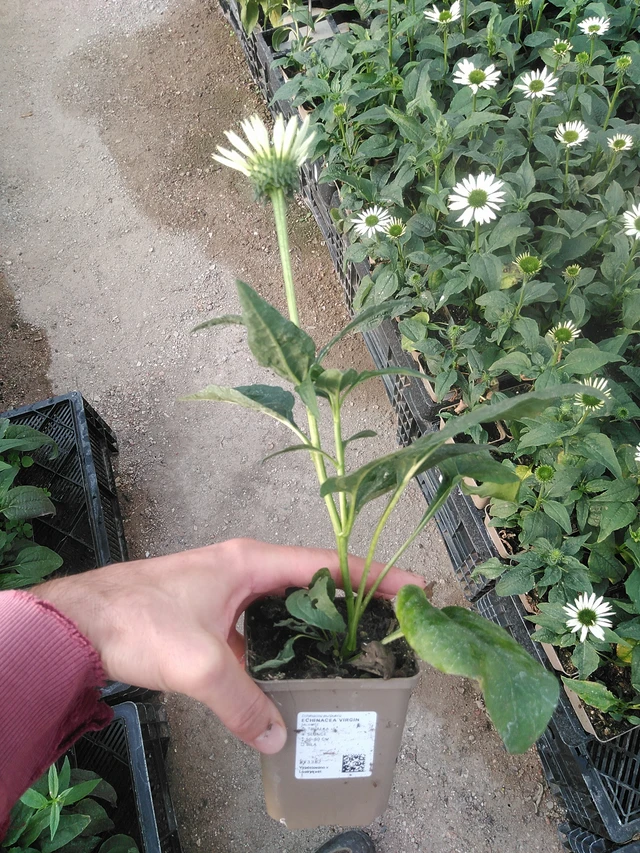 Echinacea Virgin - 1. 9. 2025