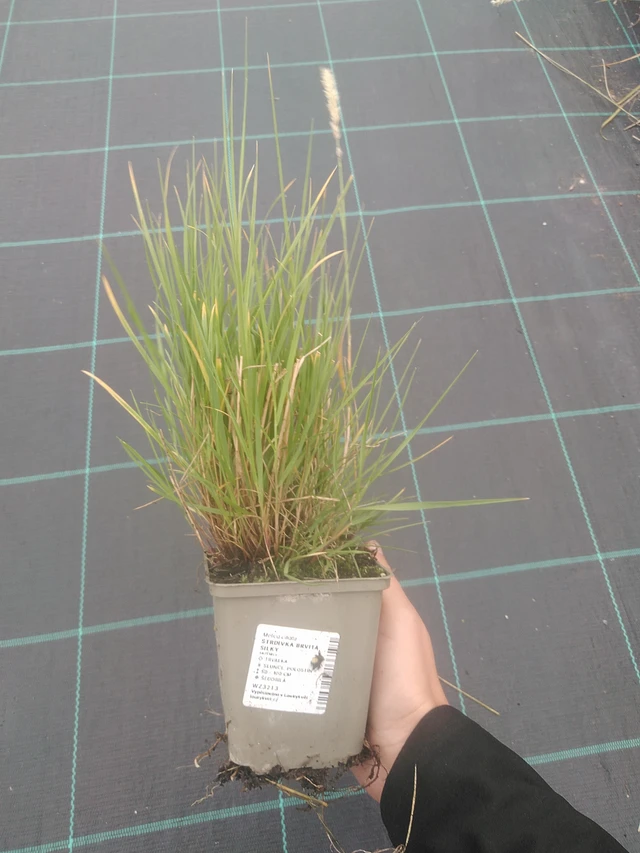 Hiuskolpakko Silky - 10. 10. 2025