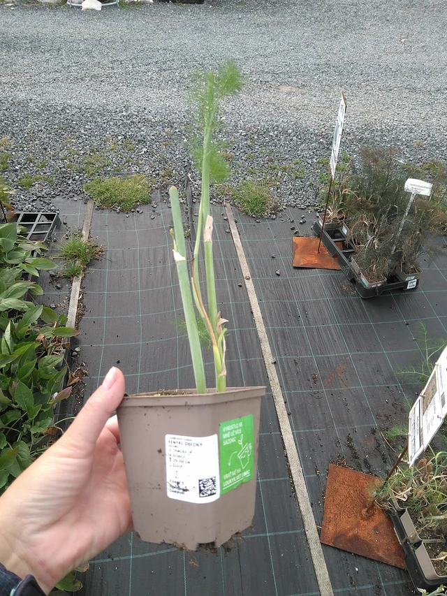 Common fennel - 11. 7. 2025
