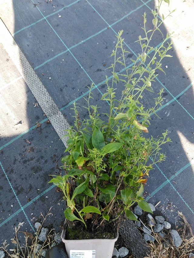 Asteri Ideal - 19. 8. 2025