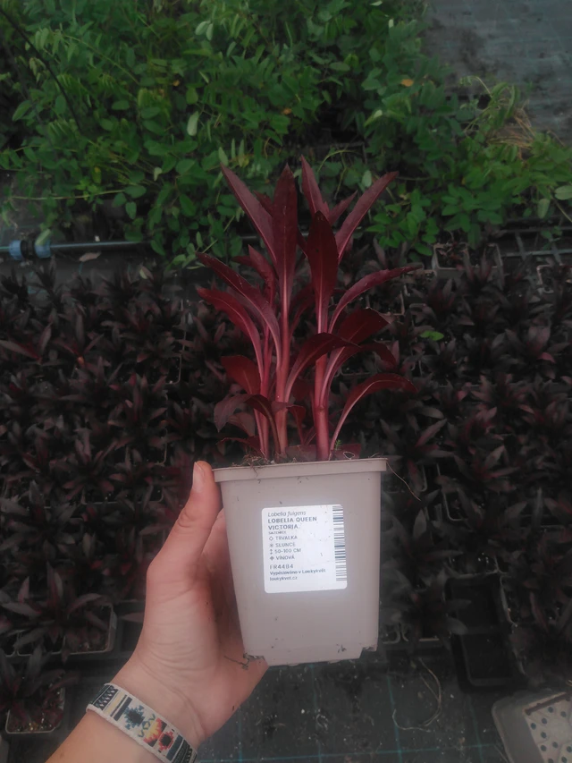 Lobelia Queen Victoria - 2024