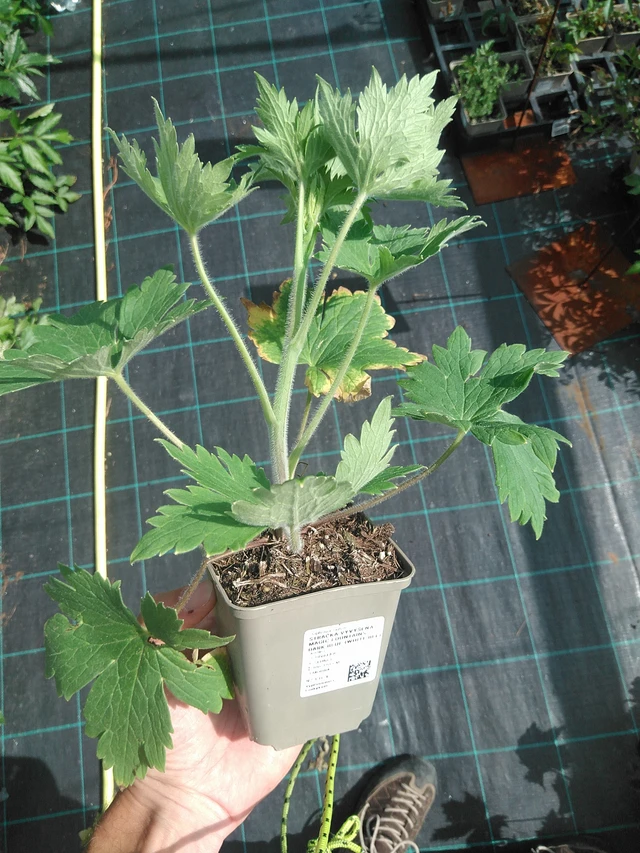 Delphinium Magic Fountains Dark Blue (White Bee) - 24. 6. 2025