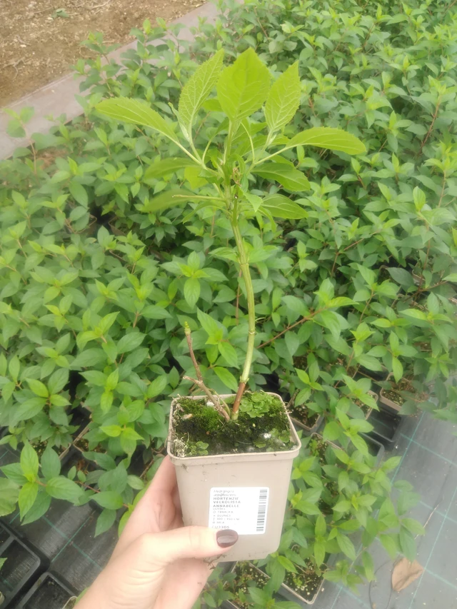 Hortenzie stromečkovitá Annabelle - 2024