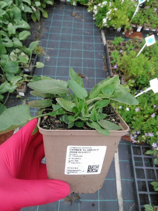 Karpaattienkello Joan Elliott - 29. 7. 2025