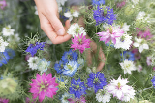 Love-in-a-Mist Megamix , Loukykvět