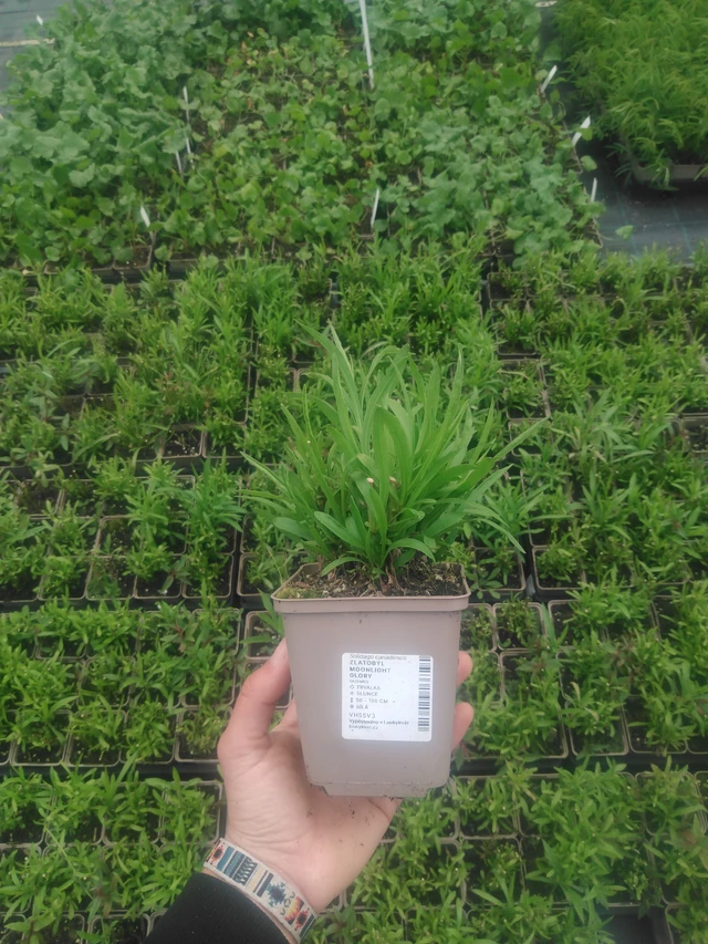 Zlatobýl Moonlight Glory - 2024