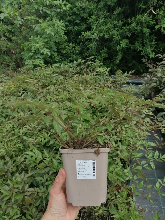 Astilbe Anita Pfeifer - 2024