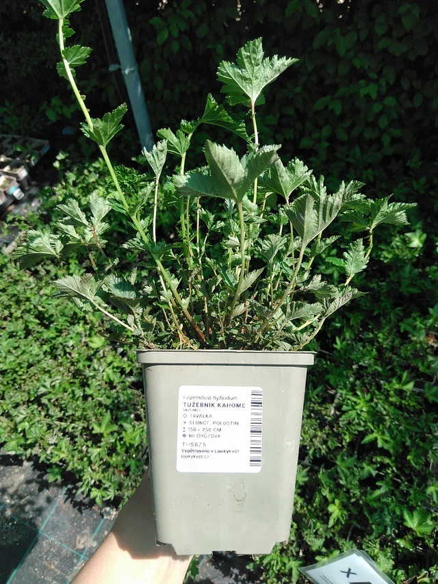 Angervo Kahome - 13. 5. 2025