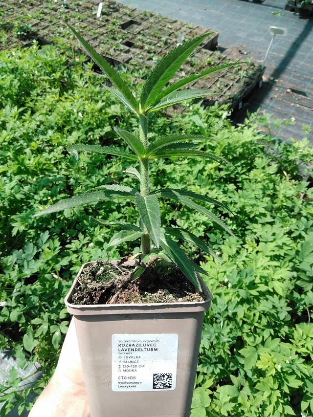 Kuunlilja Lavendelturm - 13. 5. 2025