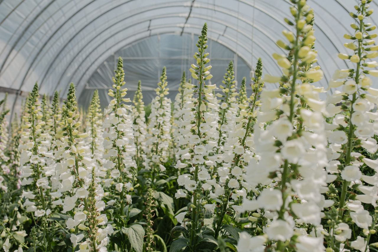 Náprstník Camelot White, Loukykvět