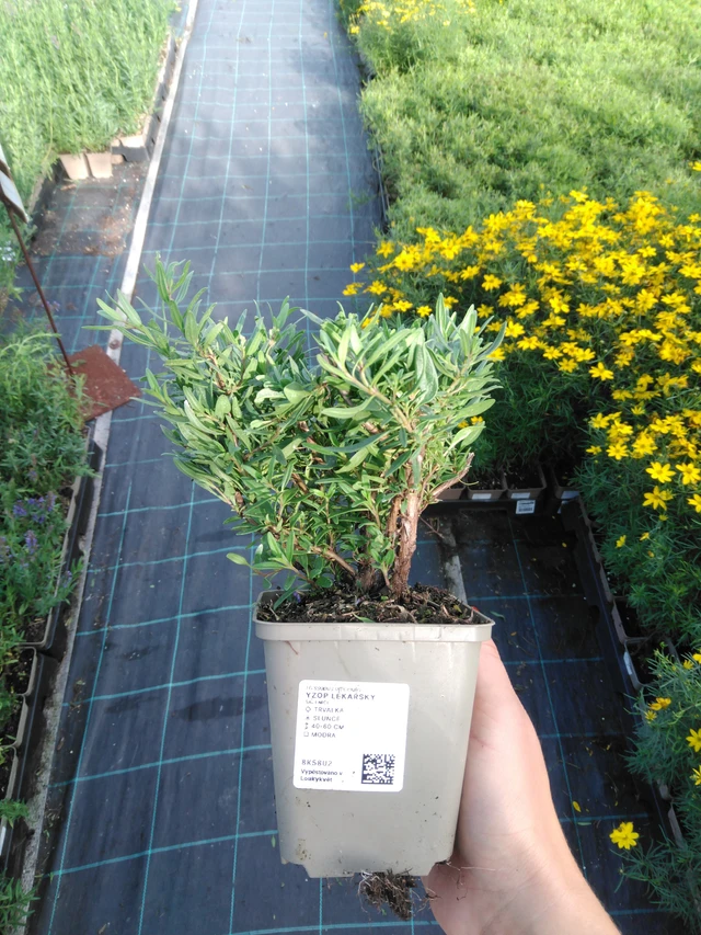 Hyssop officinalis - 11. 9. 2025