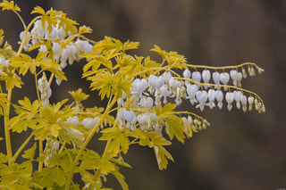 Srdcovka White Gold, Loukykvět