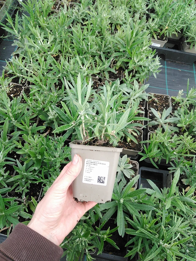 Helminukkakukka Neuschnee - 9. 6. 2025