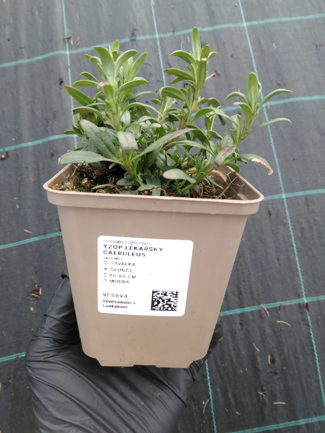 Izsóp Caeruleus - 1. 4. 2026