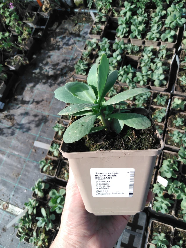 Rozchodník Brilliant - 2024