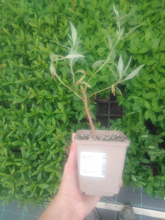 Gypsophila Pretty Betsy Red - 2024