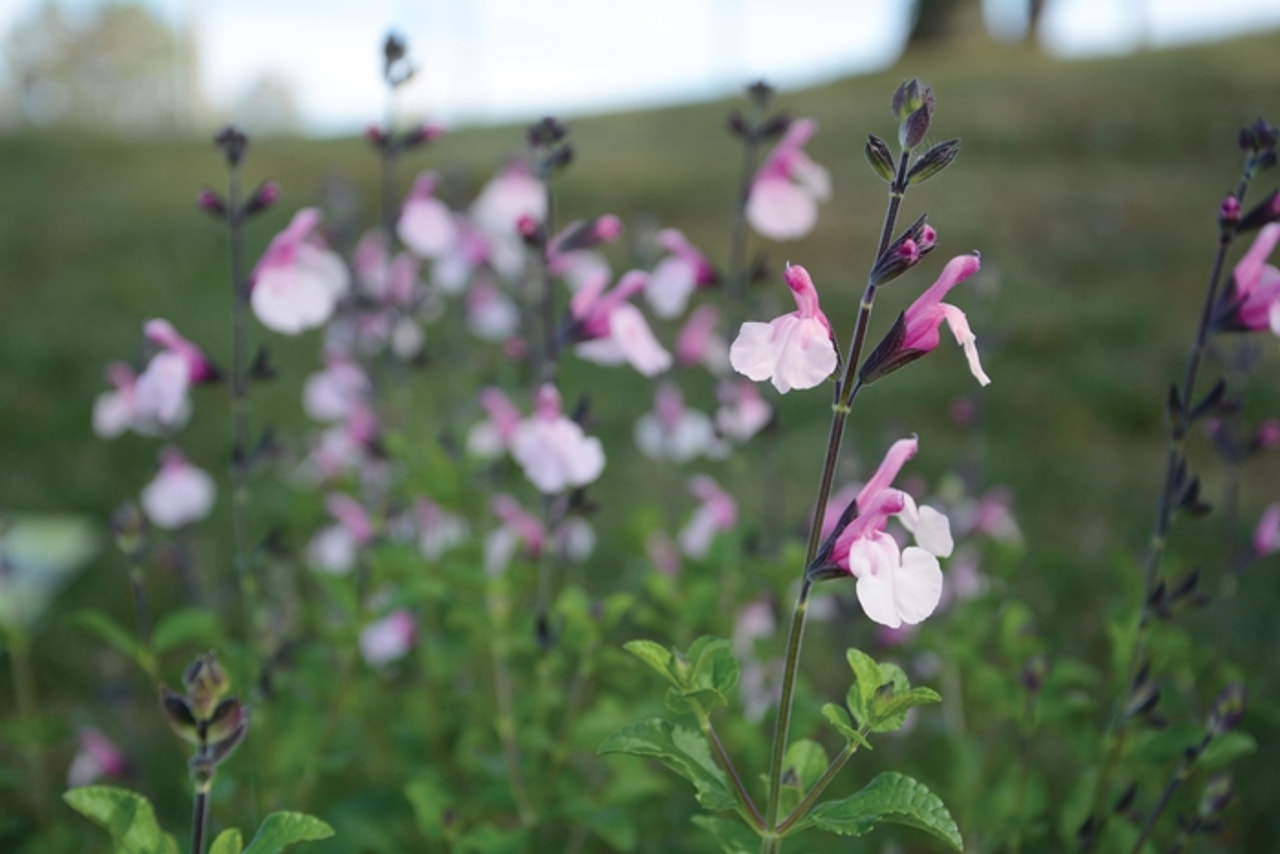 Žajbelj Dancing Dolls, Loukykvět