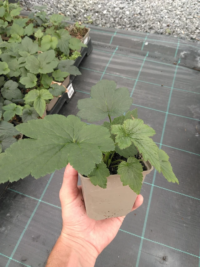 Sasanka japonská Lorelei - 21. 7. 2025