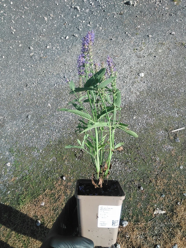 Salvia hajní Blauhügel - 19. 8. 2025