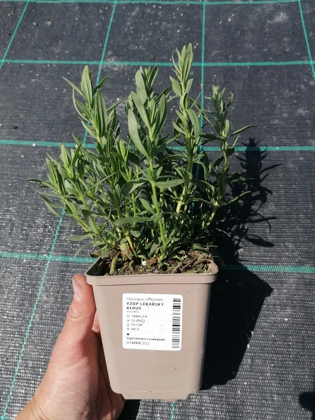 Hyssop lékařský Albus - 2024