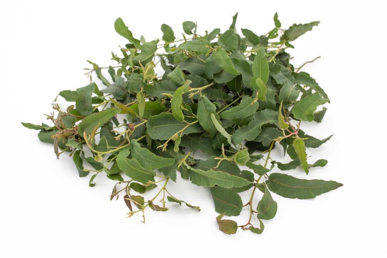 Eukalyptus citrónový, Loukykvět