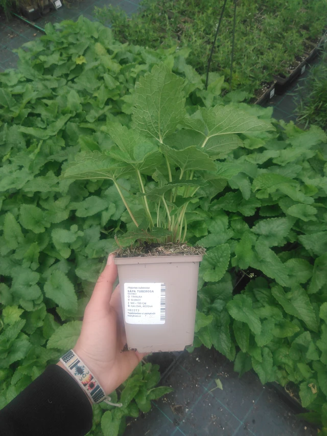 Sápa Tuberosa - 2024