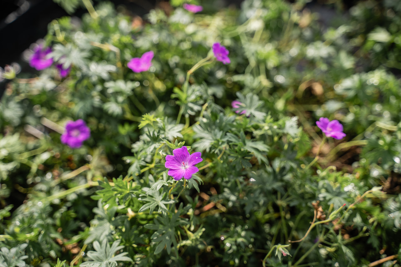Piros gólyaorr, Loukykvět
