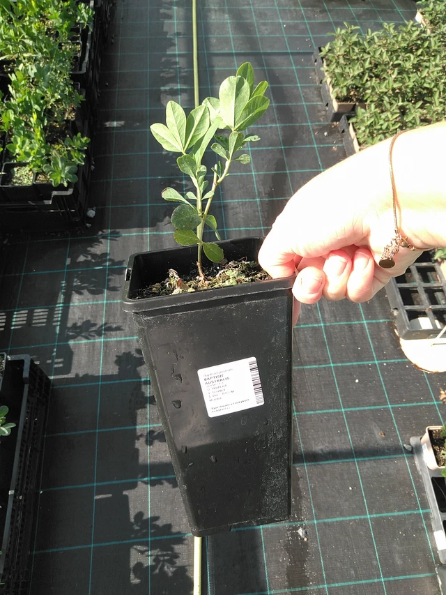Baptisia australis - 11. 7. 2025