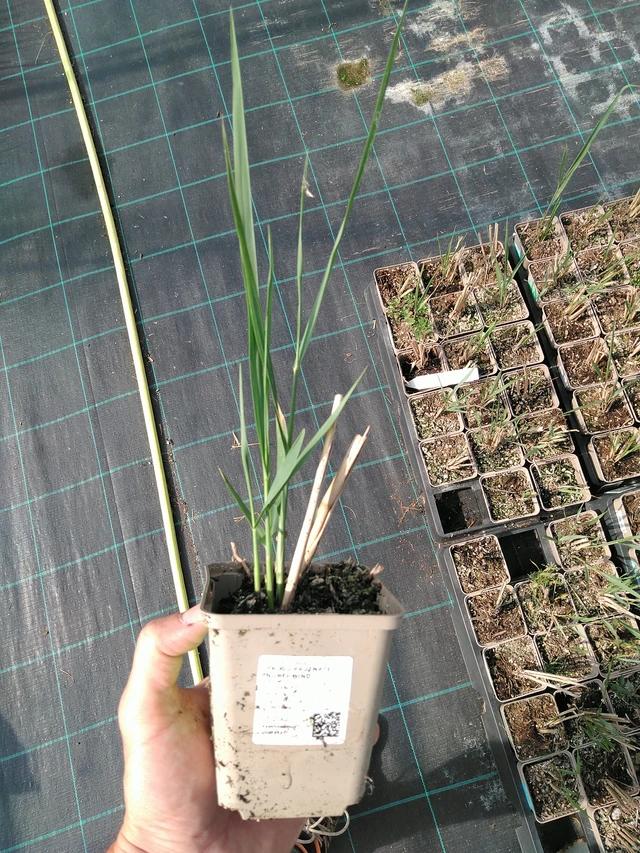 Mijo panicular Northwind - 24. 6. 2025