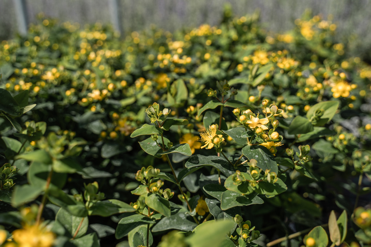 Třezalka Globo Champagne, Loukykvět