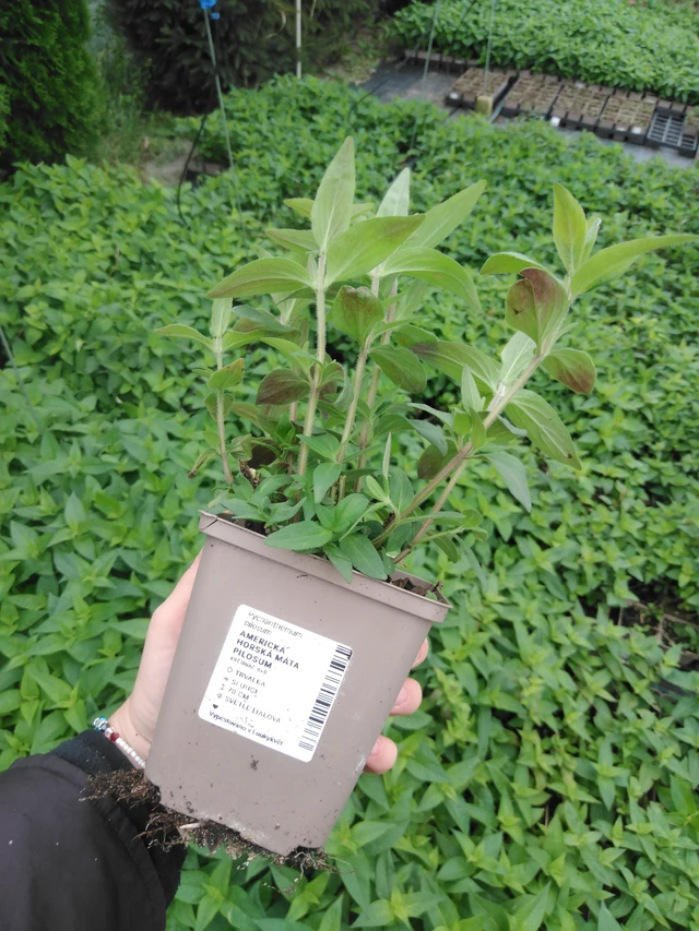 Menta de montaña americana Pilosum - 2024