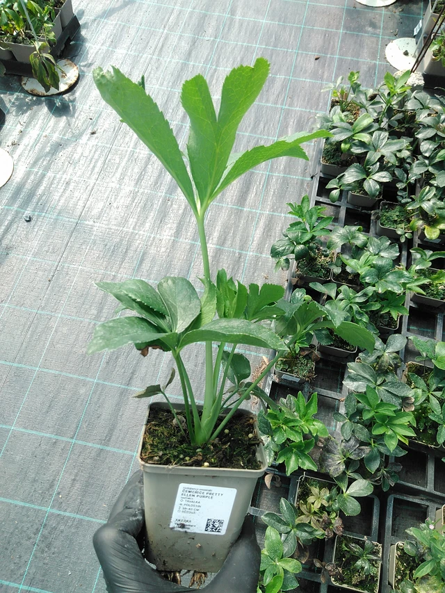 Eléboro Pretty Ellen Purple - 19. 8. 2025