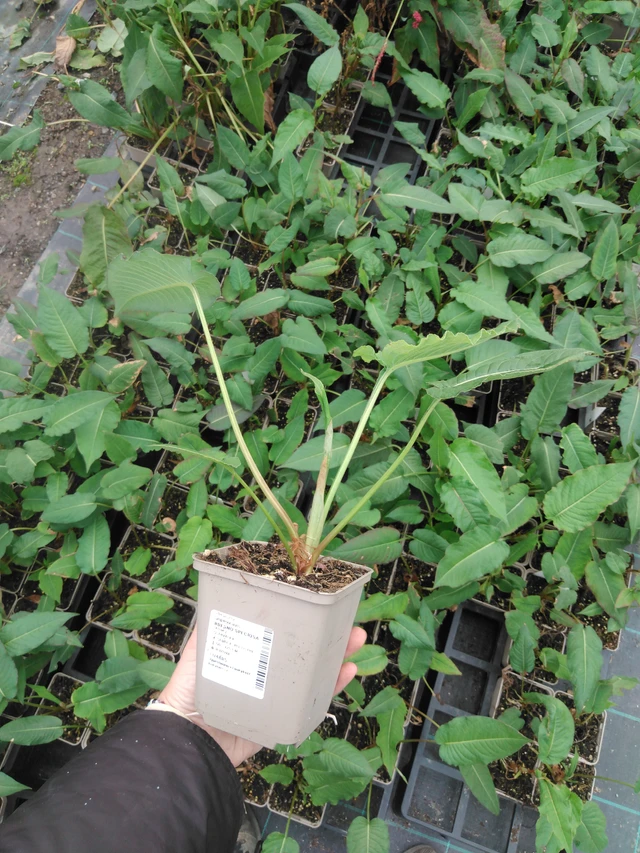 Persicaria Speciosa - 2024