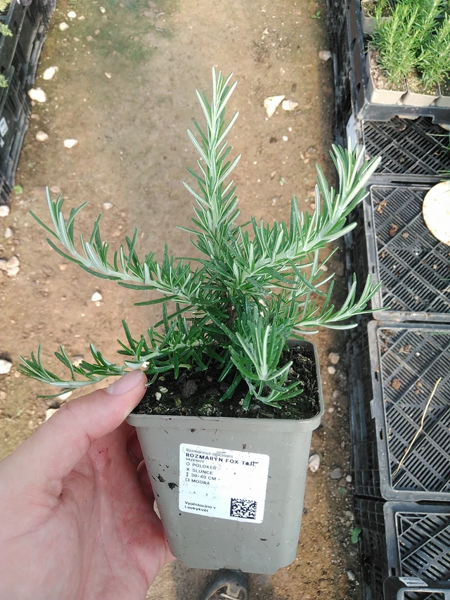 Romero Fox tail - 1. 7. 2025