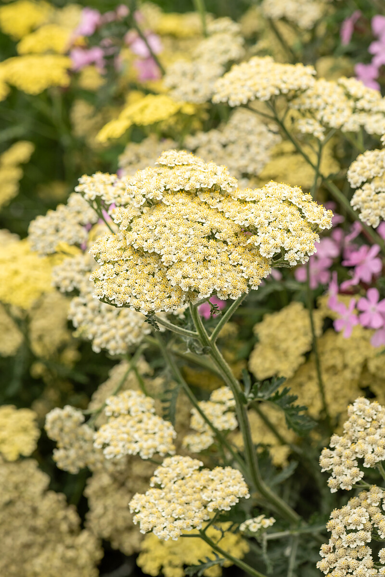Řebříček Alabaster, Loukykvět