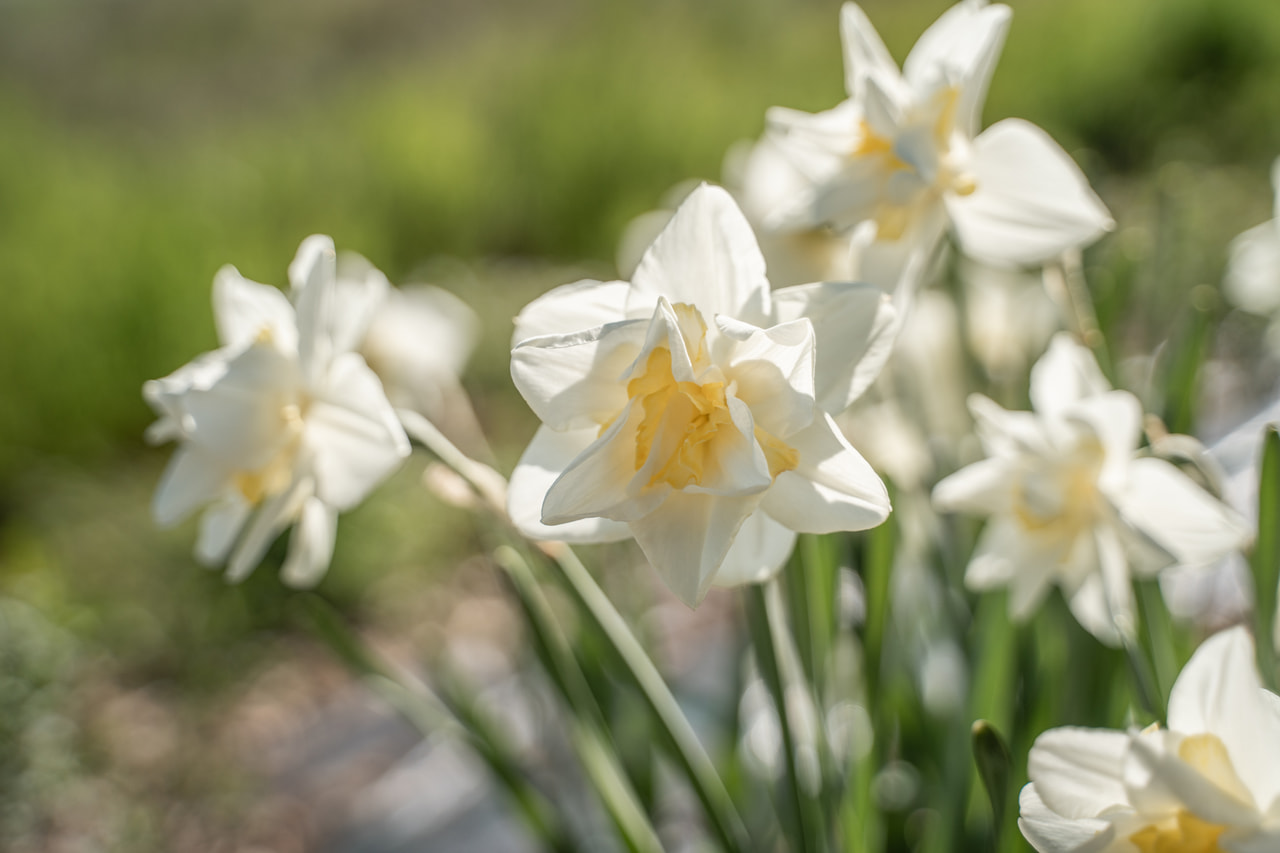 Narcis Pink Champagne, Loukykvět