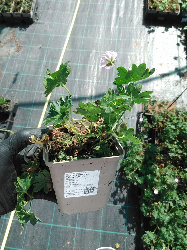 Verikurjenpolvi krvavý Apfelblüte - 19. 8. 2025