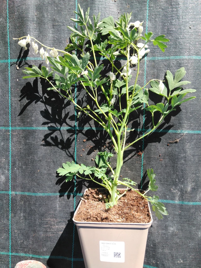 Srdcovka Alba - 3. 4. 2025