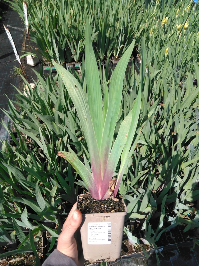 Iiris Lent A. Williamson - 13. 5. 2025