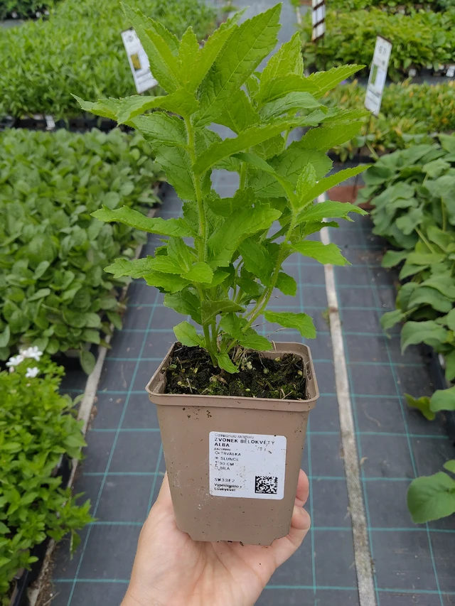 Kellokukka bělokvětý Alba - 10. 9. 2025