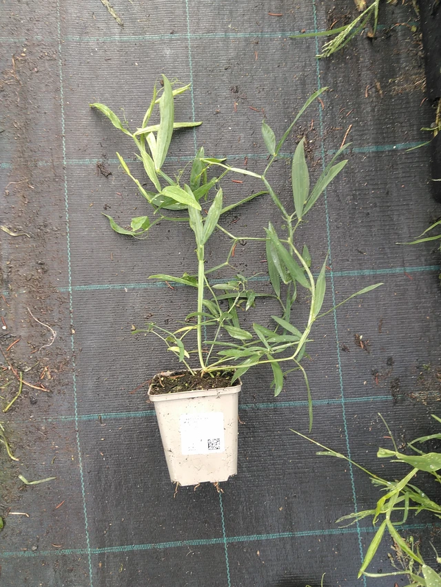 Hajuherne Pearl Mixture - 11. 7. 2025