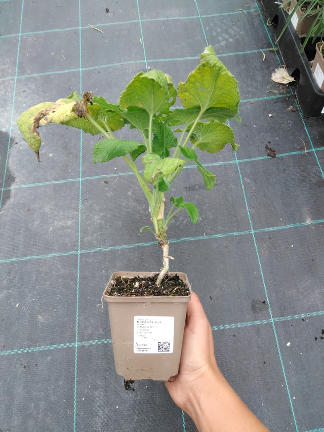 Honesty white - 10. 9. 2025