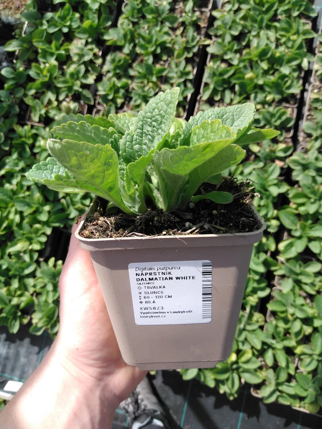 Náprstník Dalmatian White - 2024