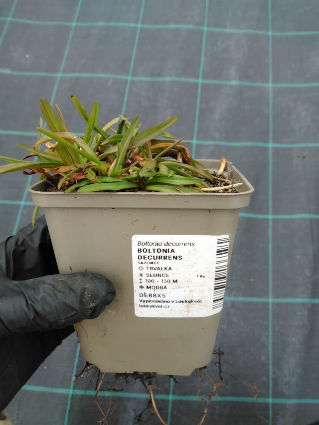 Boltonia decurrens - 1. 4. 2026
