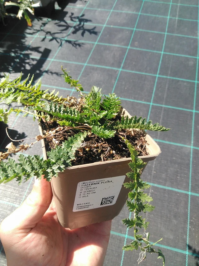 Meadowsweet Plena - 30. 6. 2025